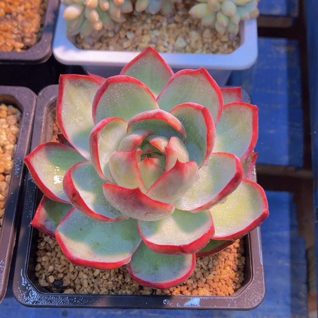 惊鸿仙子，多肉植物，