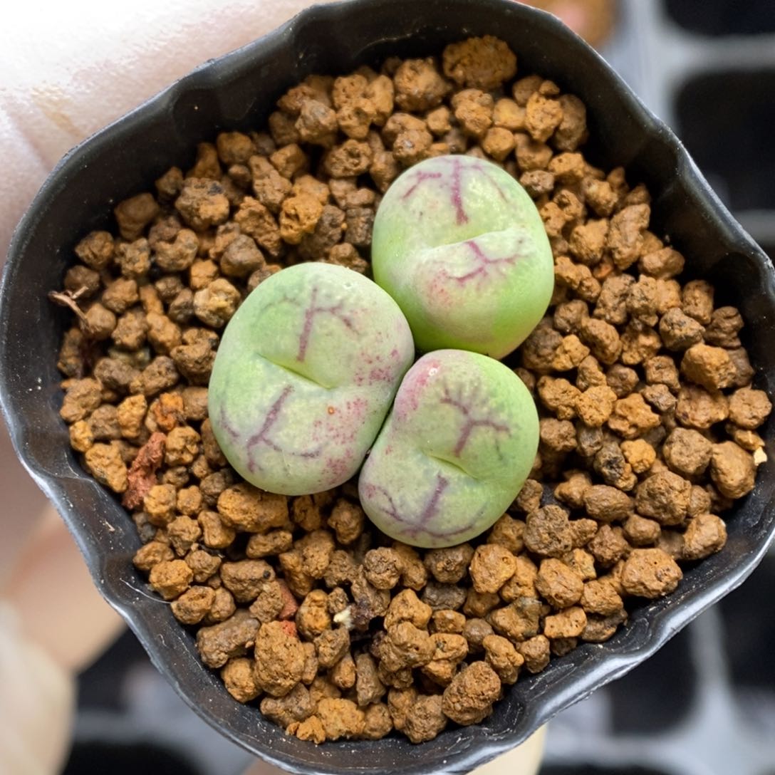 多肉植物肉锥杂交K-1006