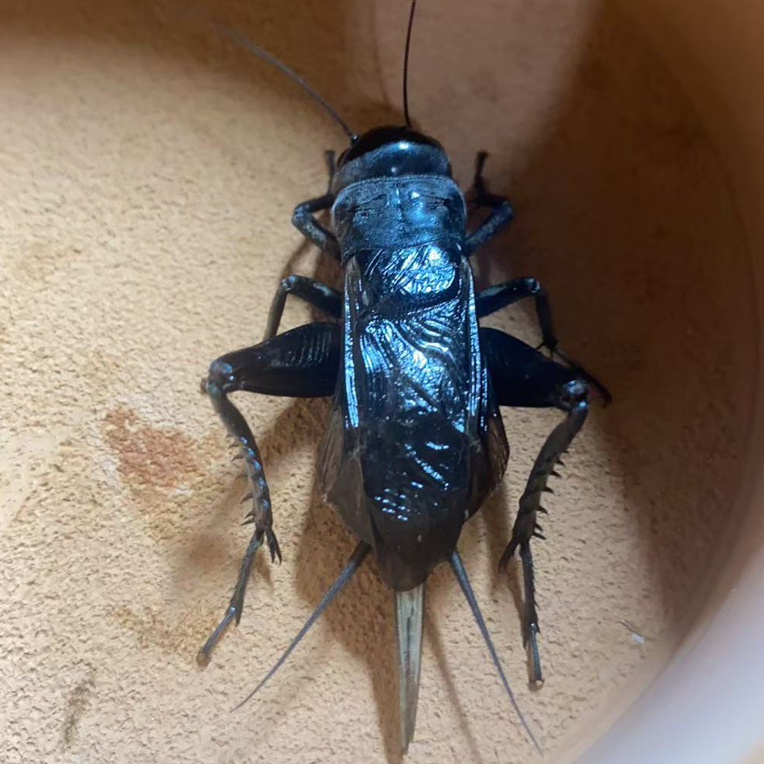 黑虫油葫芦翅子1只装(新脱）包活包邮到家