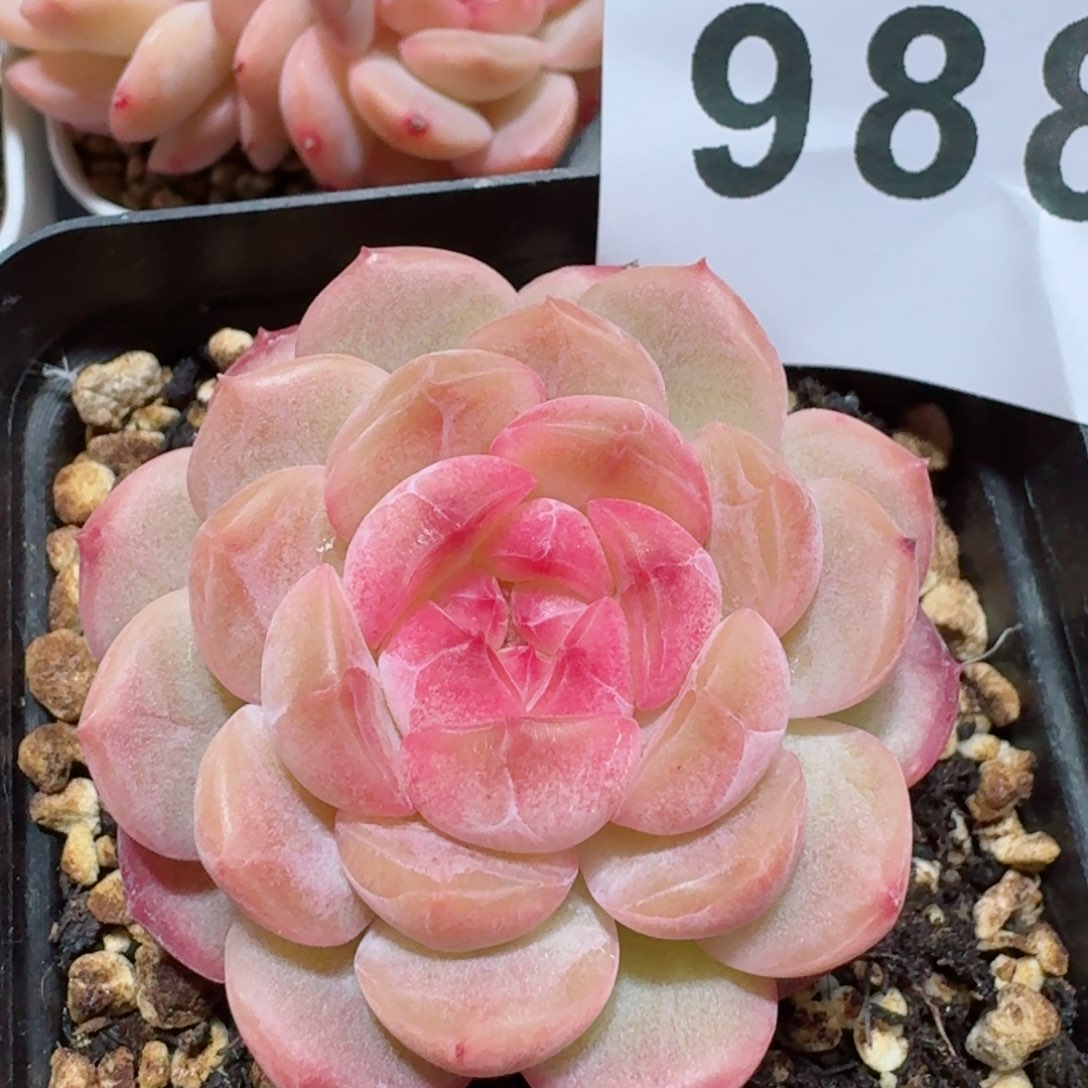 琴心         精品多肉