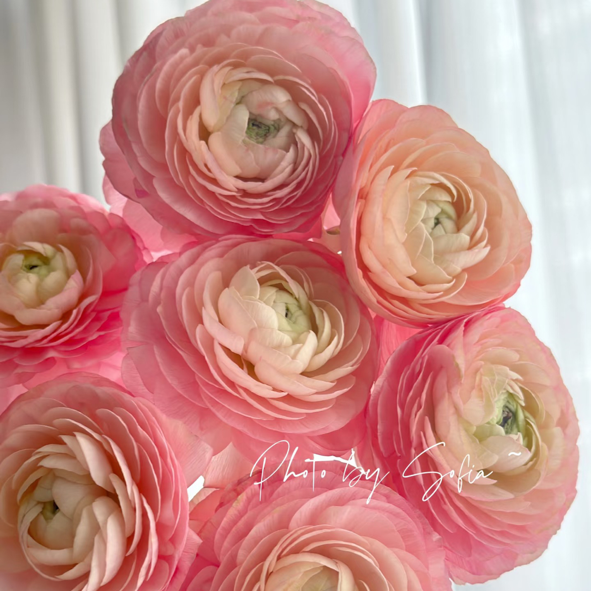 （洋牡丹）凡尔赛5支！三件顺丰空运20%不售后