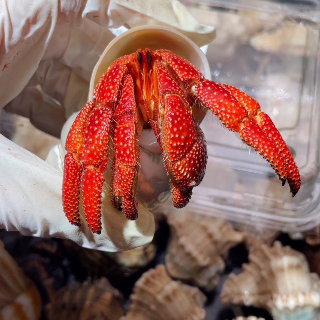 蜗居异宠寄居蟹，眼有瑕404