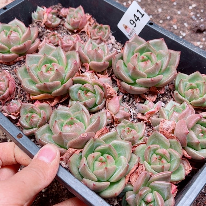 虹***虹多肉植物多肉植物