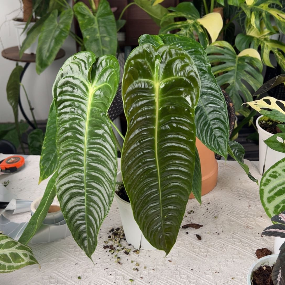 完全开放双头极密火鹤王