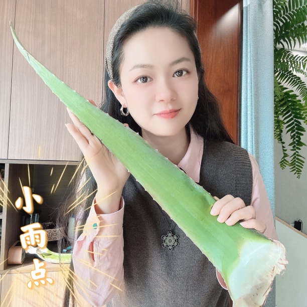 ［小雨点专属］网红库拉索芦荟多肉植物种植宽厚大叶花卉盆景