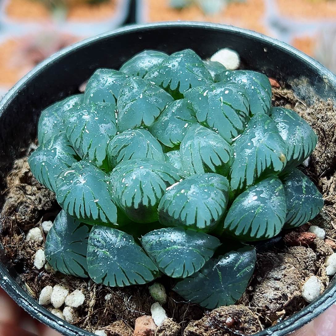 十二卷多肉潘氏冰灯