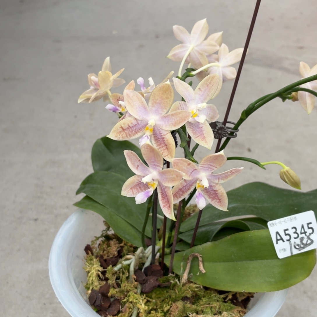 当前无花朵，栽培后可花朵A5345盈收三号