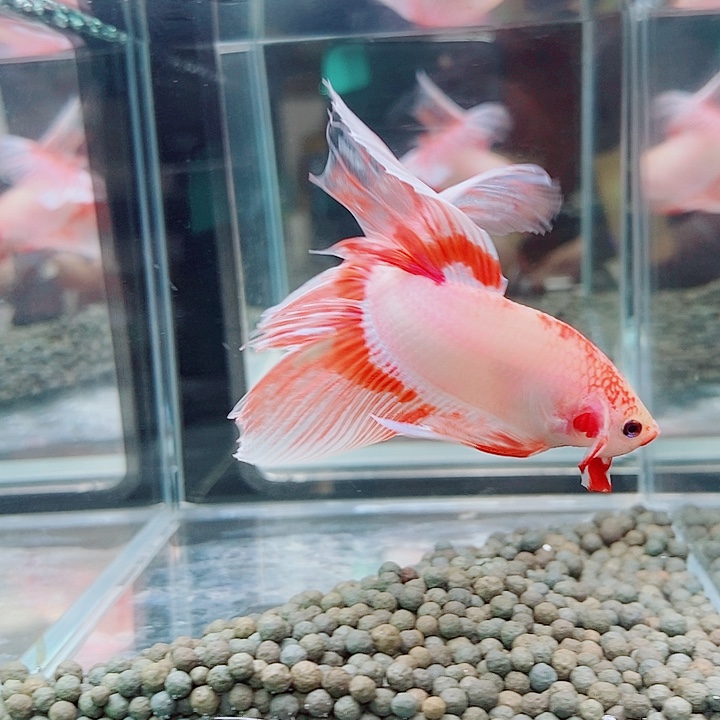 斗鱼黑113号巨斗半月