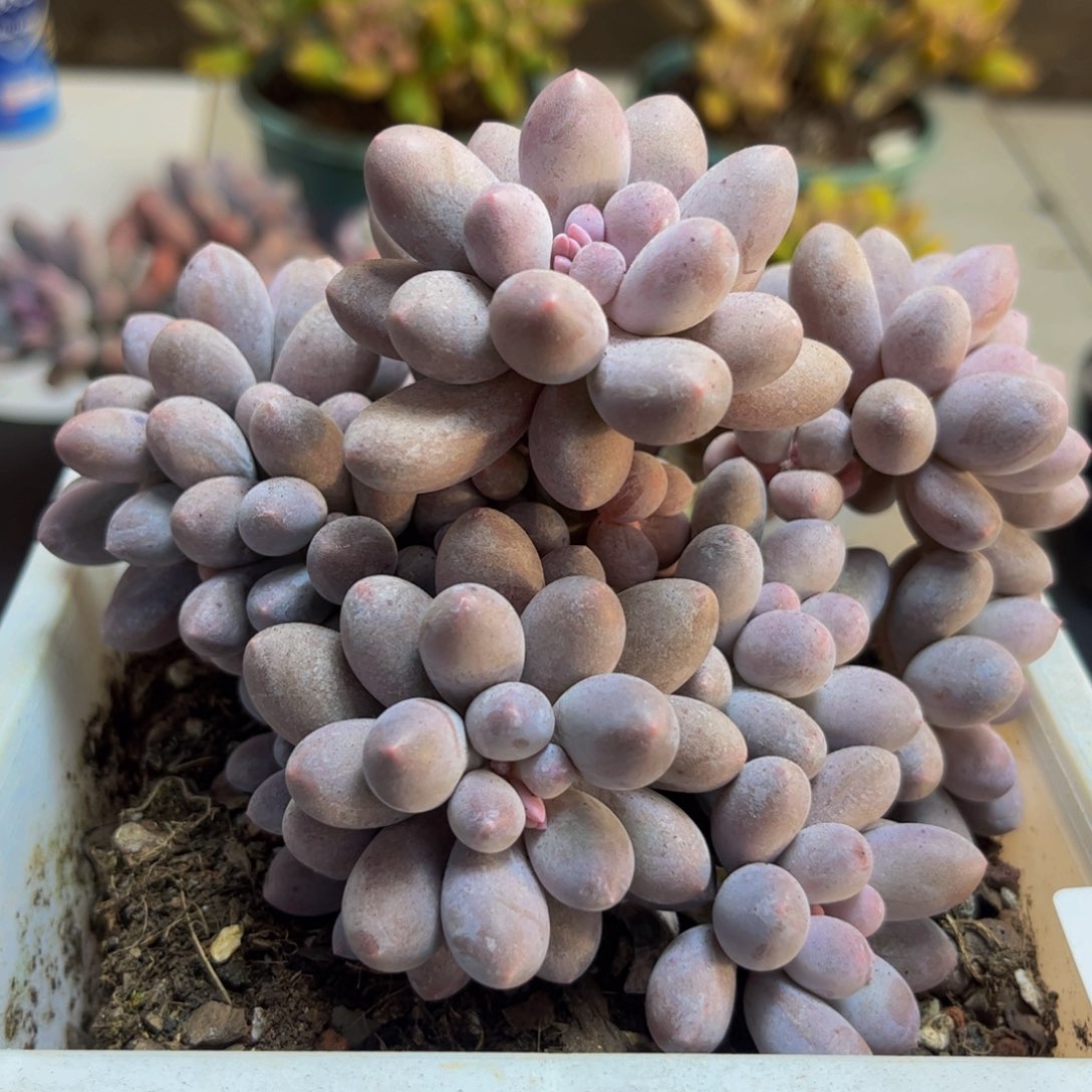 852汤圆奶酪10cm多肉植物