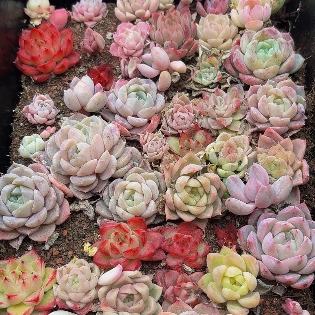 多肉植物多肉植物998量拍