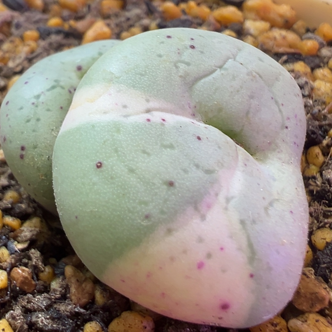 阿尔卑斯薄荷糖饼锦 肉锥植物