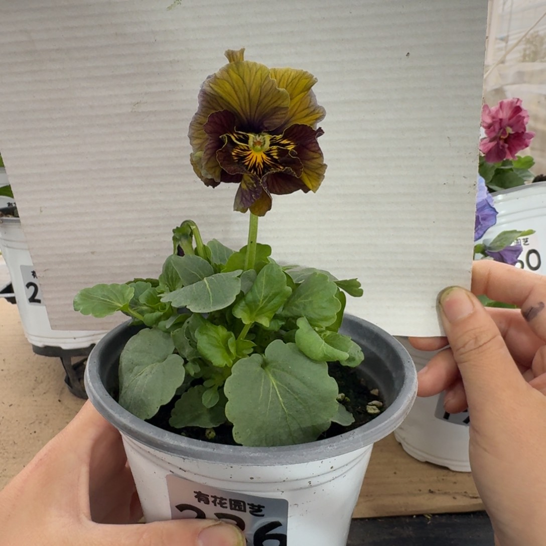 全部花朵236号角堇