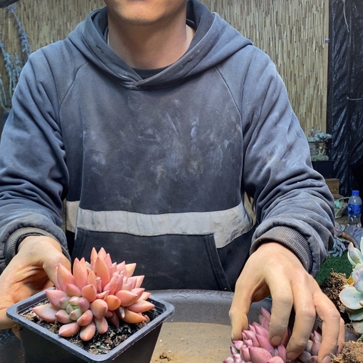 *****110号米其林多肉植物