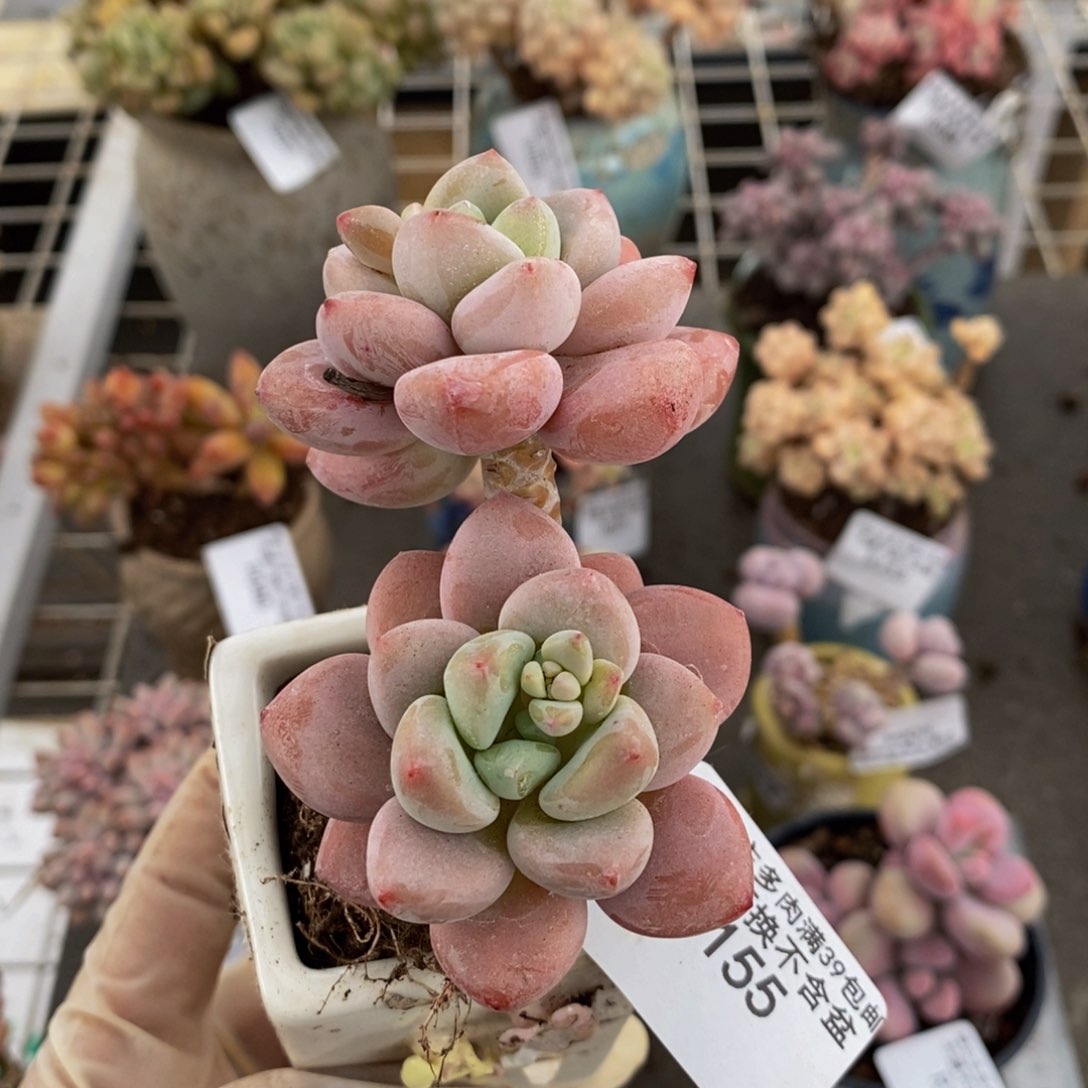 樱花洛神155/6c m