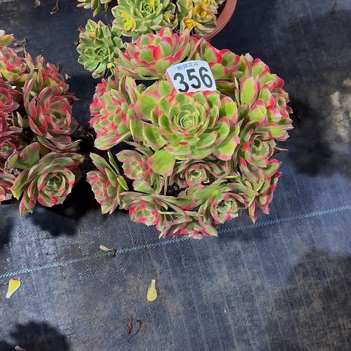 000000000000356女郎