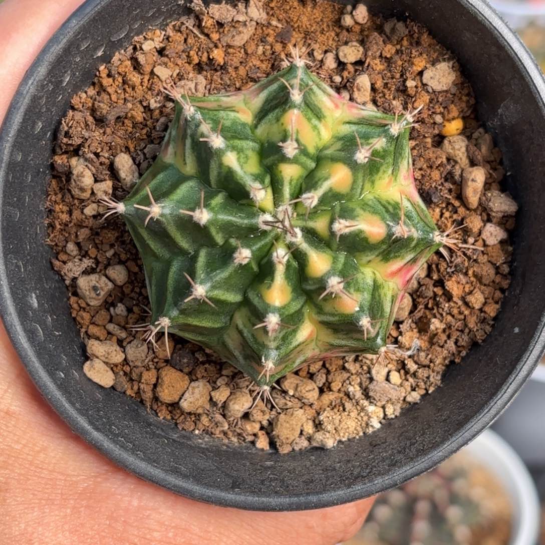 泰系实生米哈仙人球303