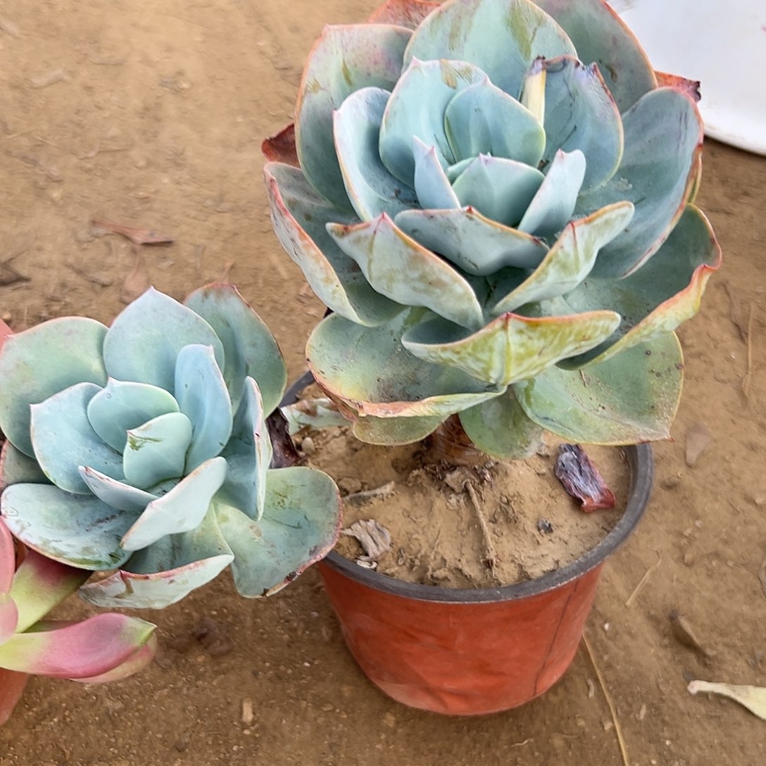 多肉植物白凤老庄