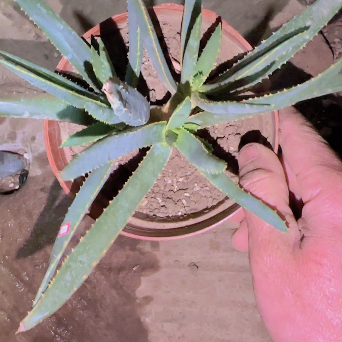 天*块根植物块根植物