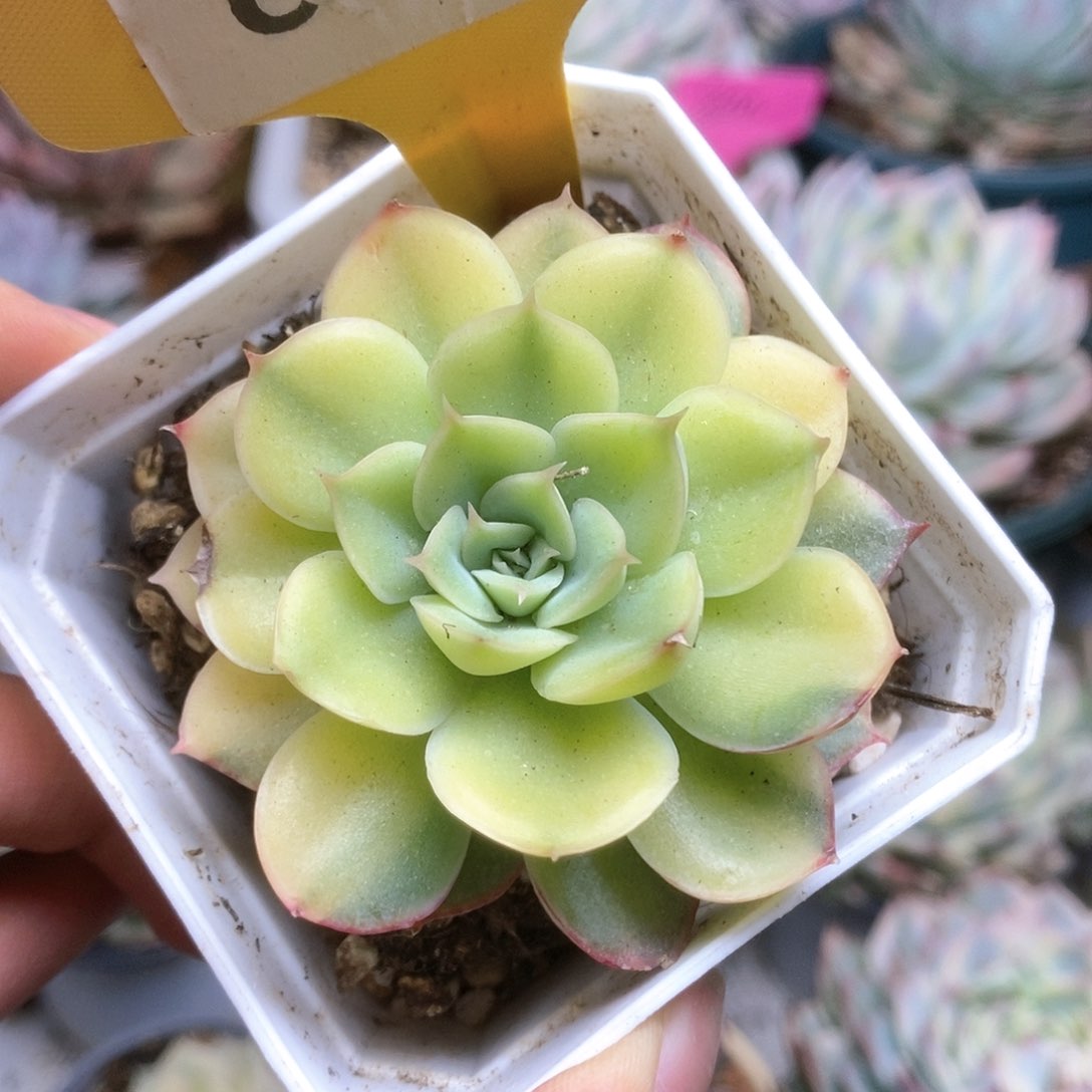 C080武仙座锦锦锦锦锦