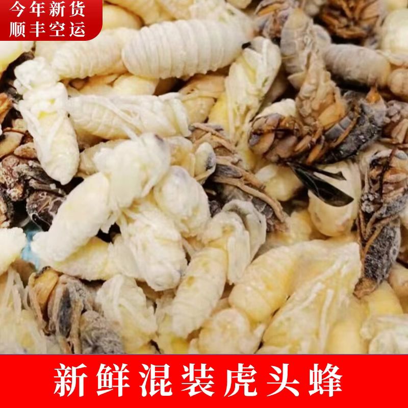 混装虎头蜂冻蛹(去内脏)