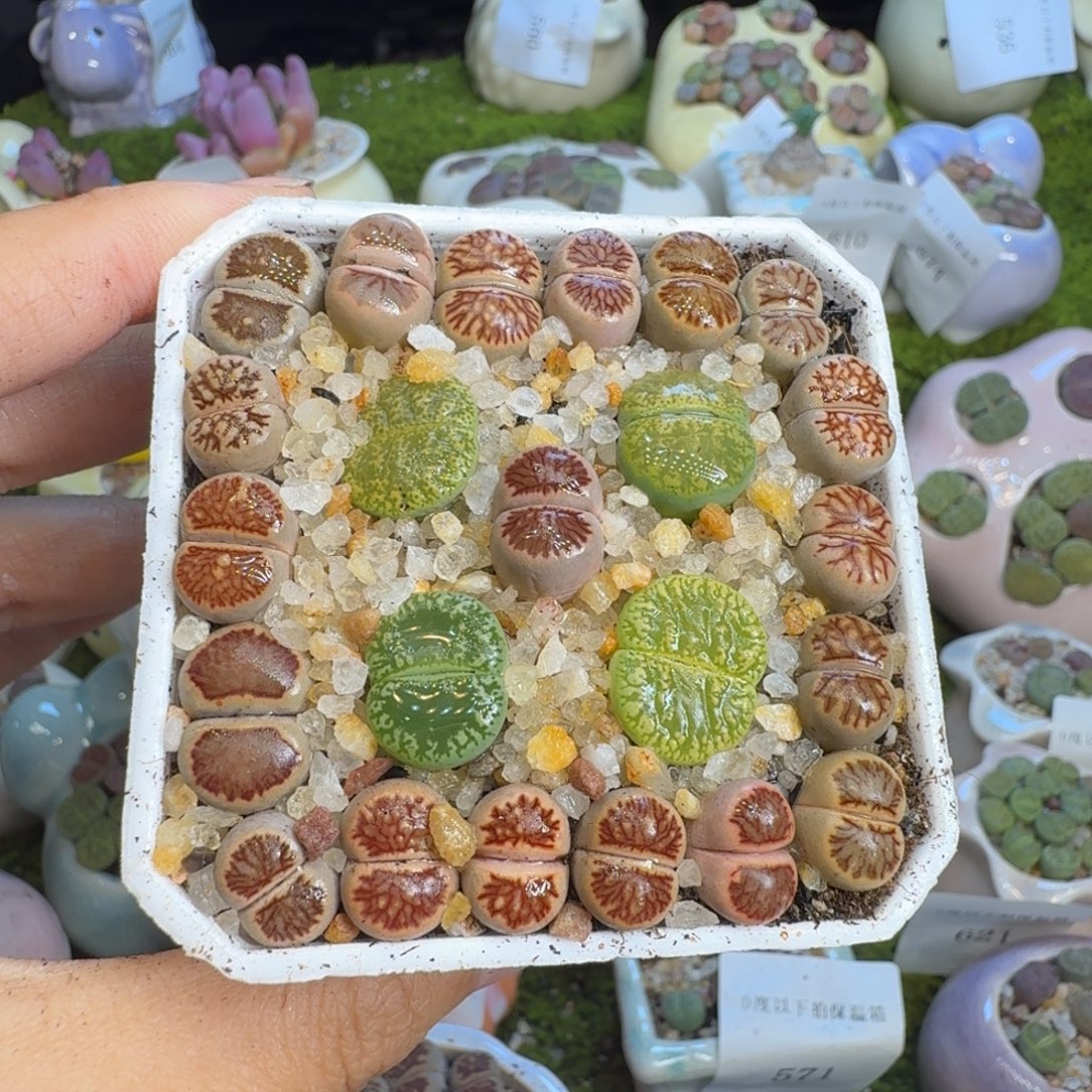 ****猫多肉植物福利冲695