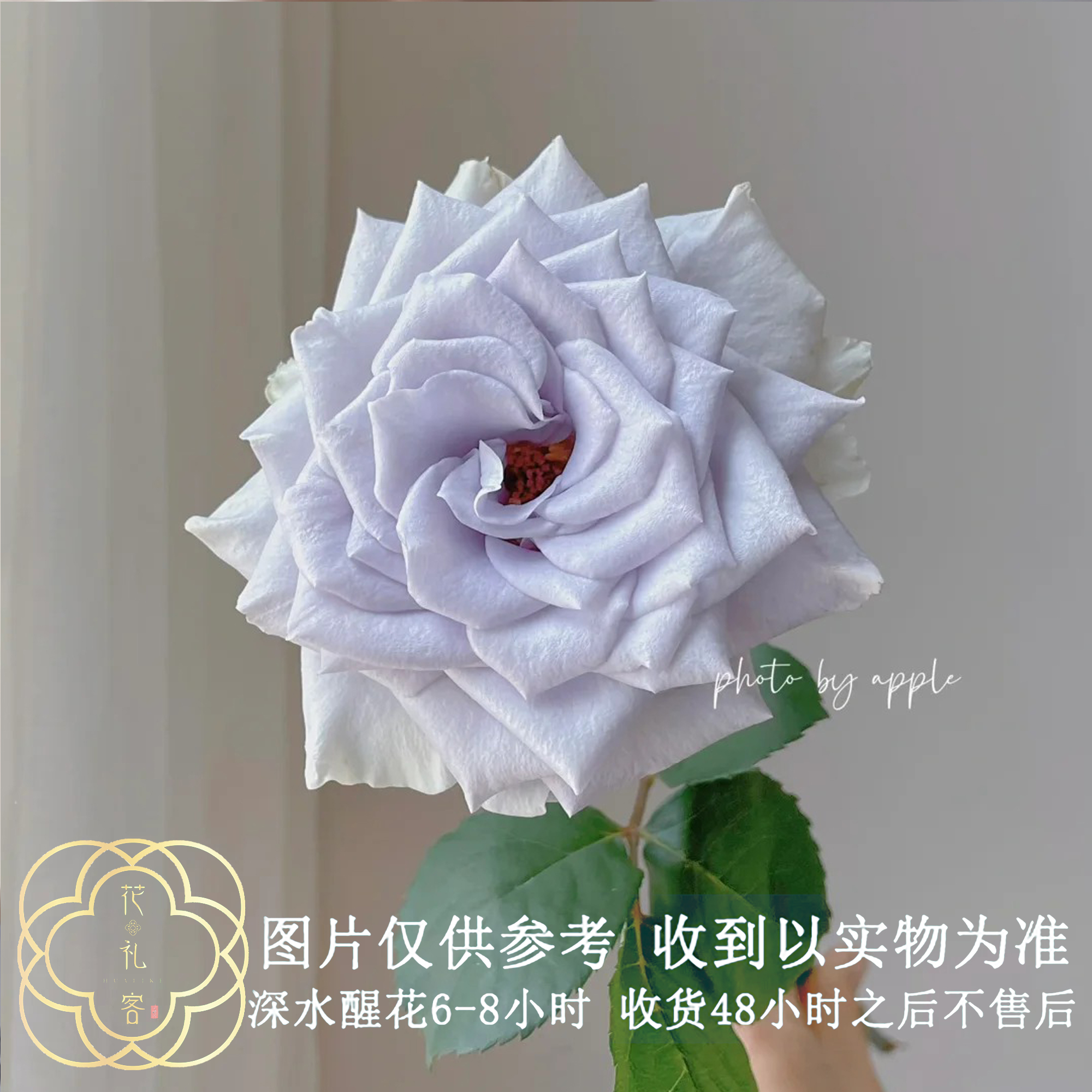 七叶花坊#单头玫瑰 【蓝色引力】鲜花优选 顺丰直发