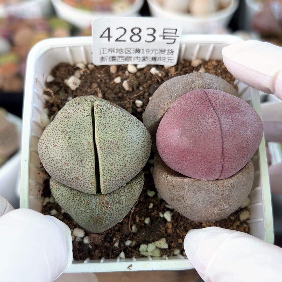 好养易活生石花大母本4283