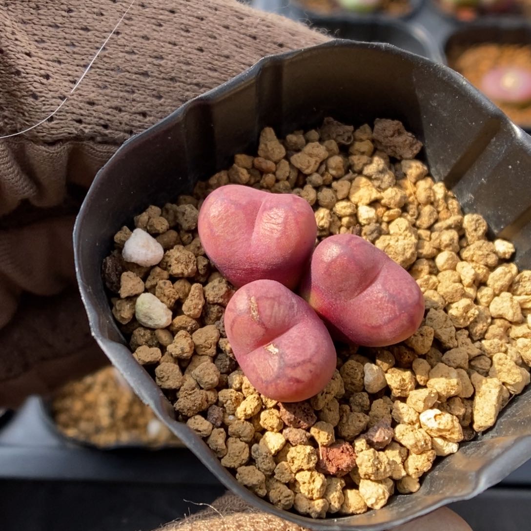 多肉植物肉锥杂交K-820