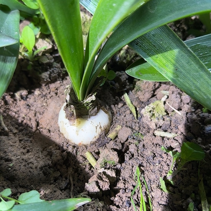 盲盒3.8厘米朱顶红