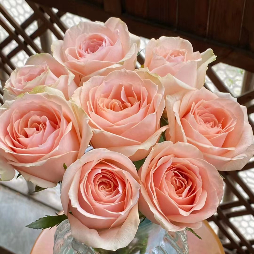 10枝方德嘉荷胭脂玫瑰【两单京东或顺丰冷链】云南鲜切花基地直发