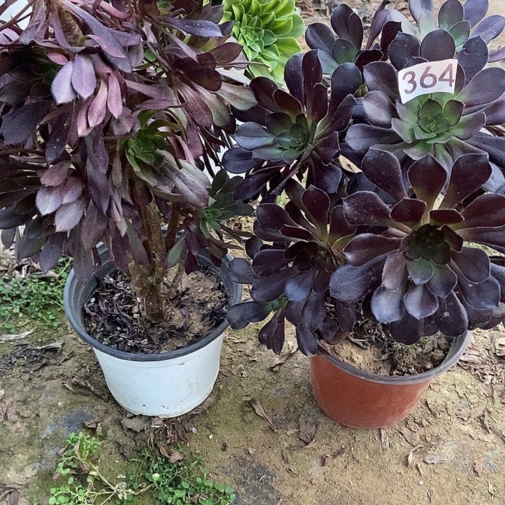 安***工圆叶黑 黑法师364多肉不包断