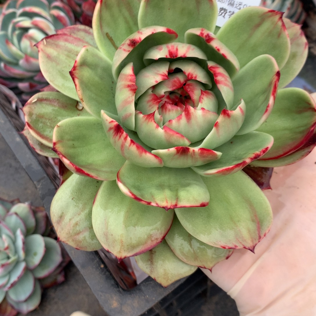 2132号多肉植物惊鸿16