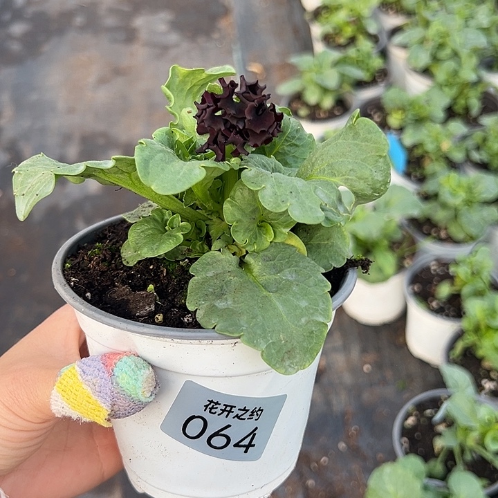 当前无花朵，栽培后可花朵064号