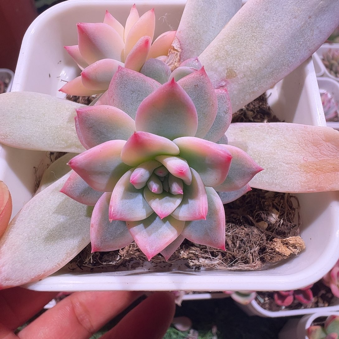 冰***地多肉植物多肉植物