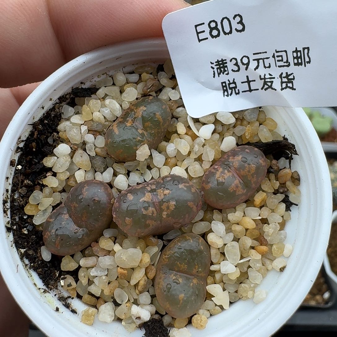 803哈哈哈哈哈哈哈