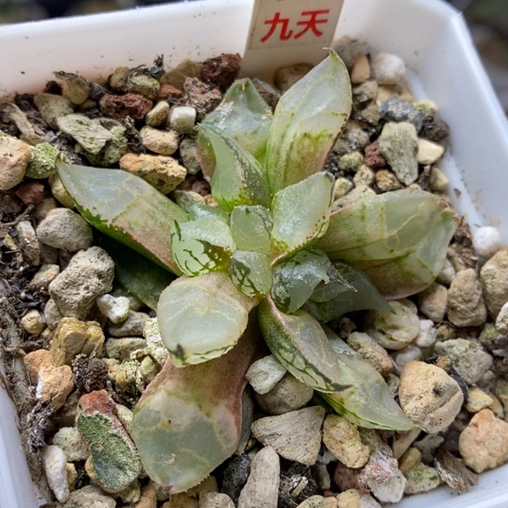 136号全窗冰皇带盆发货