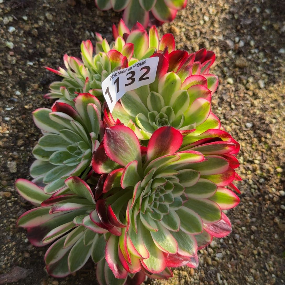 1132红体倾城。多肉植物
