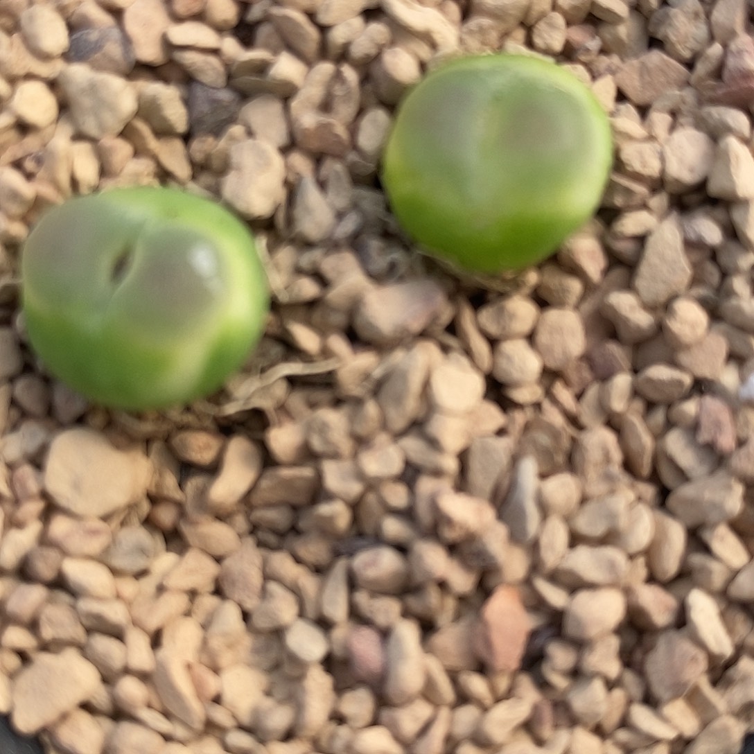 25103紫皮拉登一颗。 