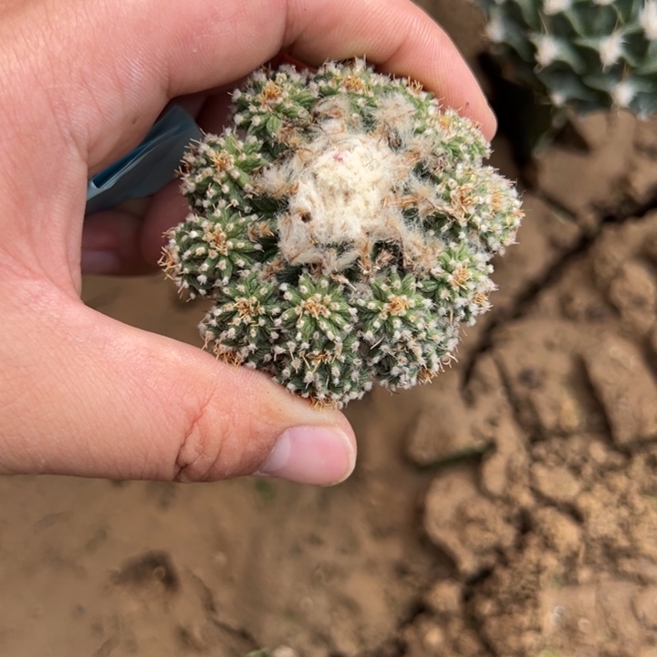 老花笼仙人球2158