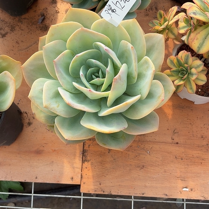 嫦***嫦多肉植物一物一拍嫦