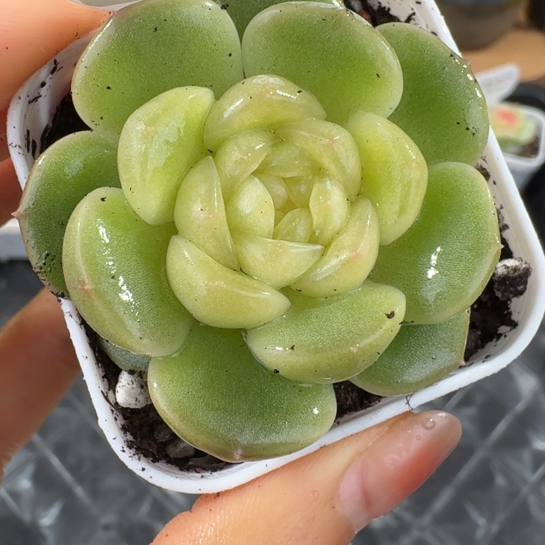 1212-11-0010单头一颗多肉