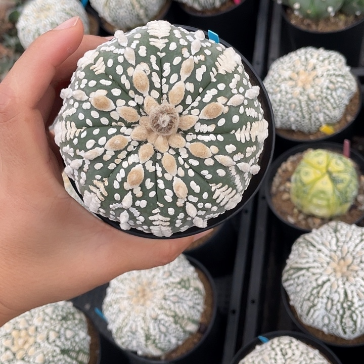 大尤超兜瑕疵特价补退换