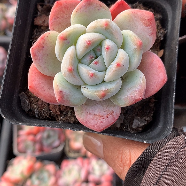 单头冰玉杂15颗脱土发货