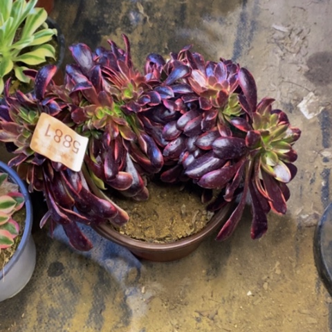 欧嘉丽多肉植物5881