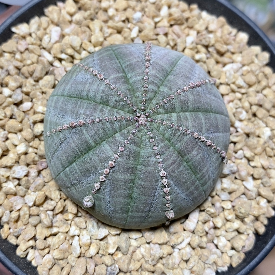 471号胭脂子吹布纹球4.6cm