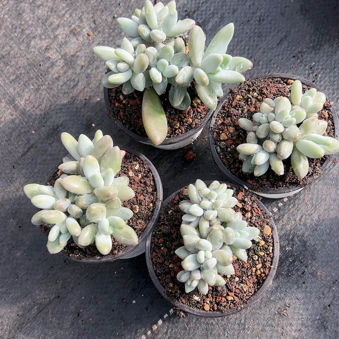 【闪购商品】白兰地组合