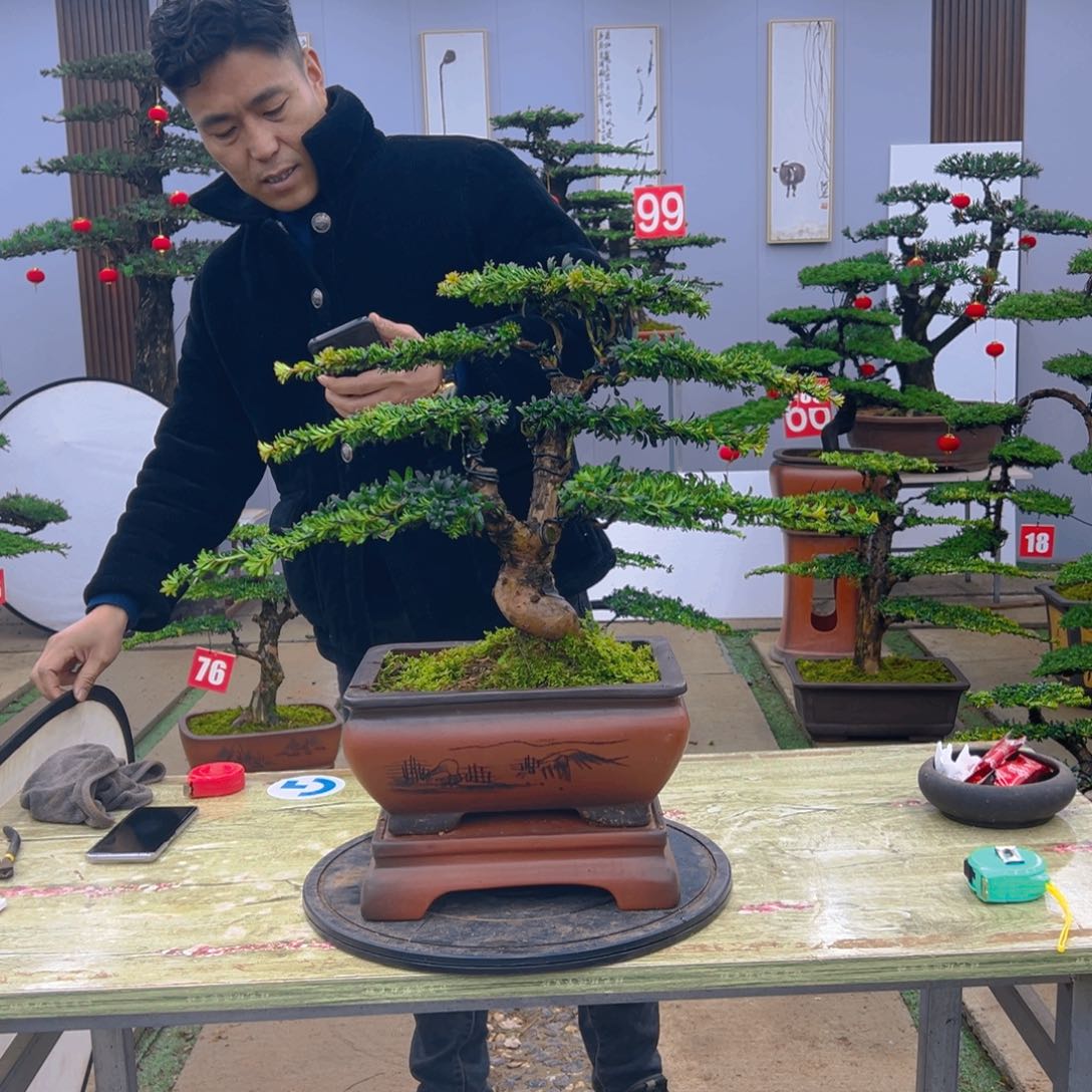 盆景红芽菊花珍珠罗汉松