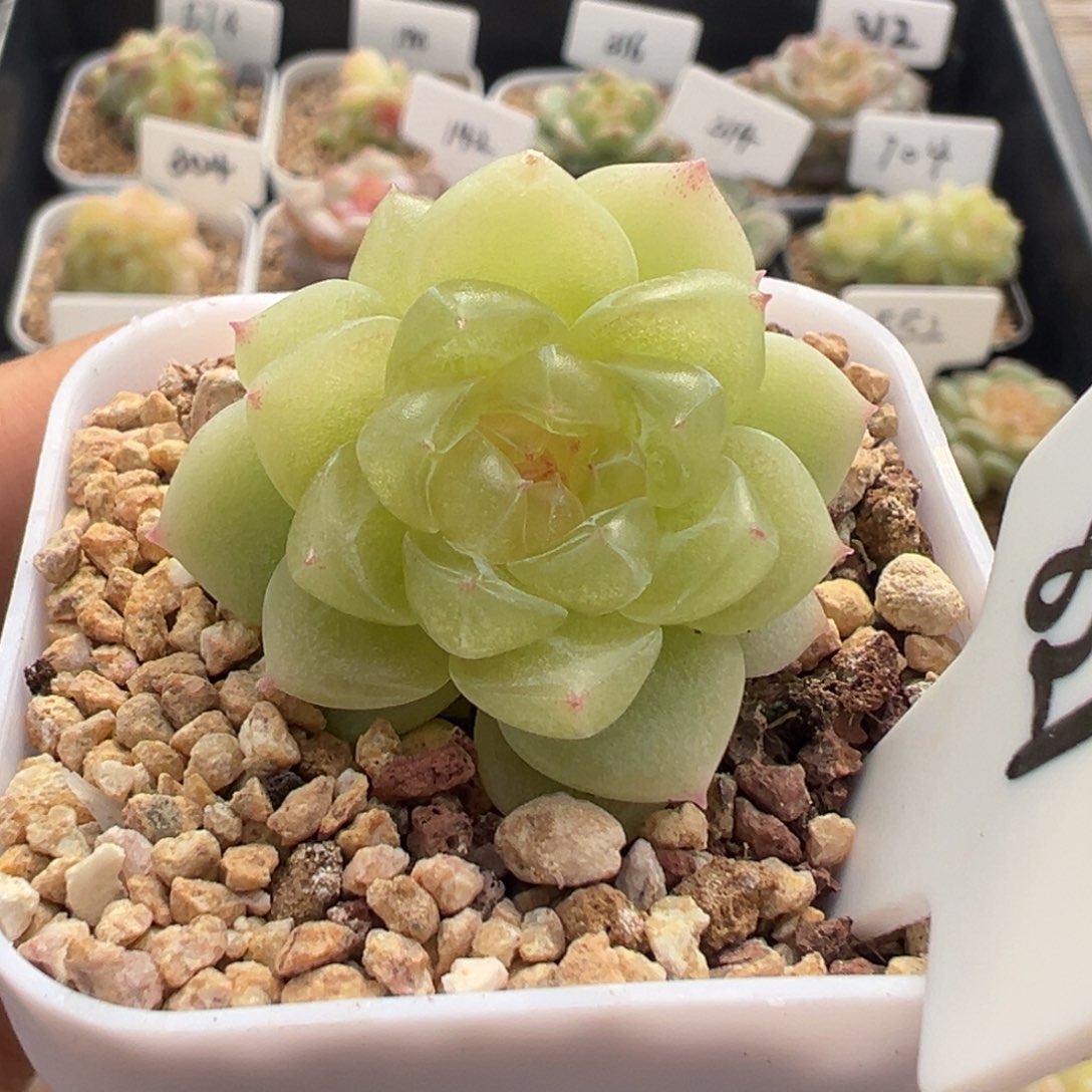 821号黄财 晗雨多肉