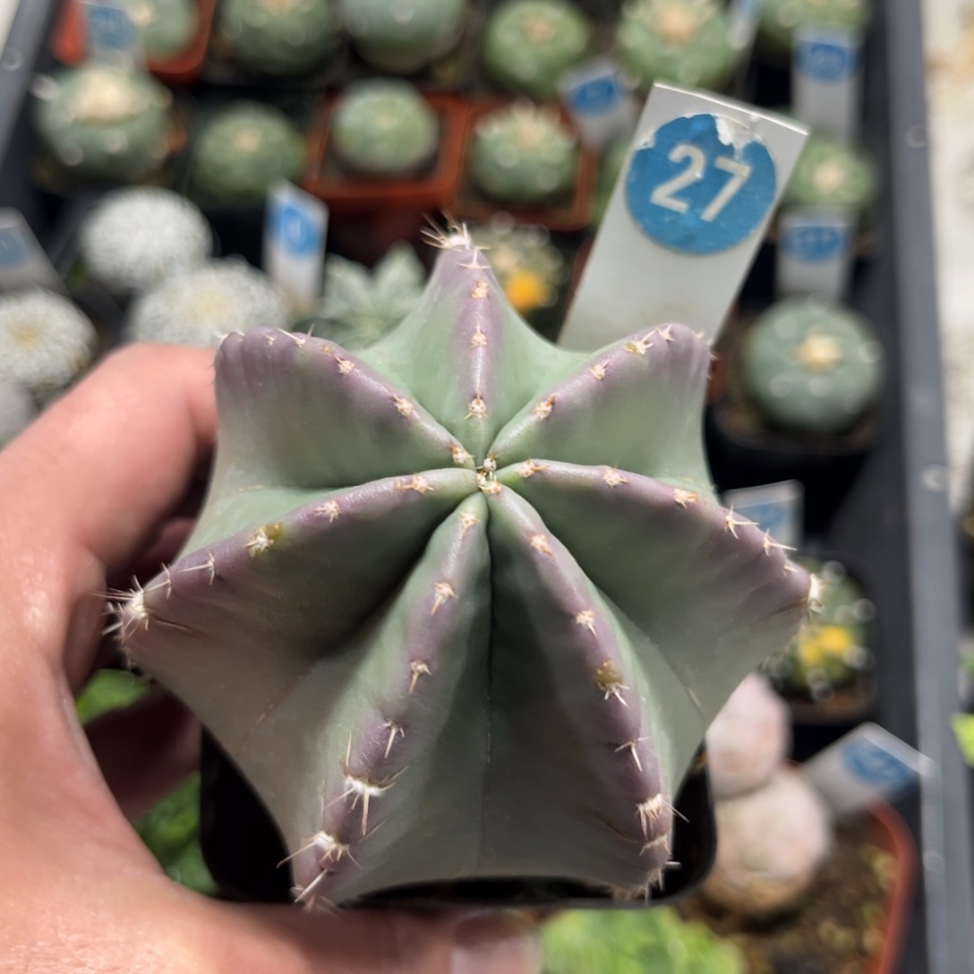 27实生微刺虾带盆带土发货