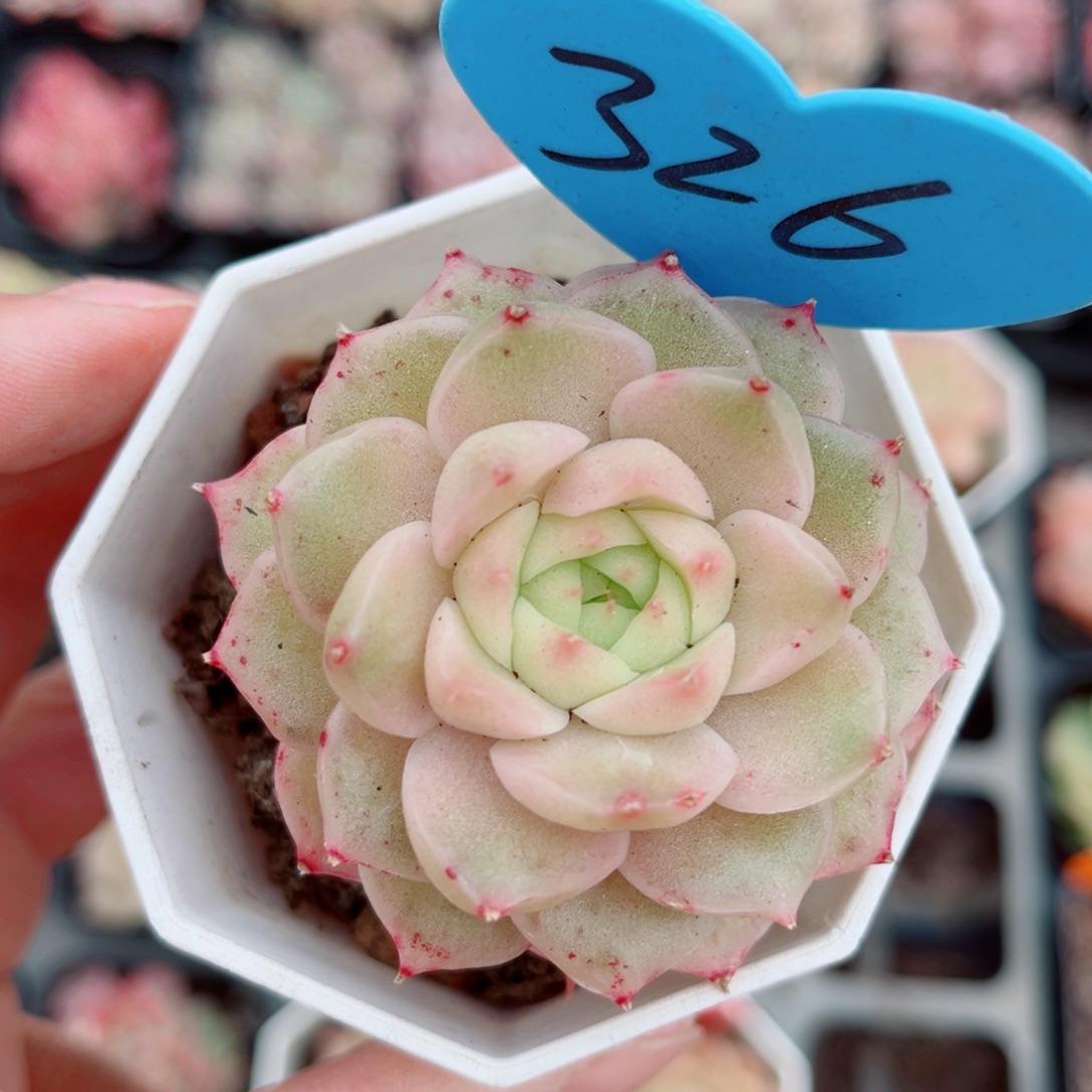 326号珍妮麦秆单头